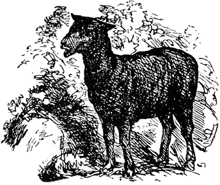 Baa, baa, Black Sheep Folklore